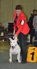  - 89 th International Dog Show 31 Août 2014