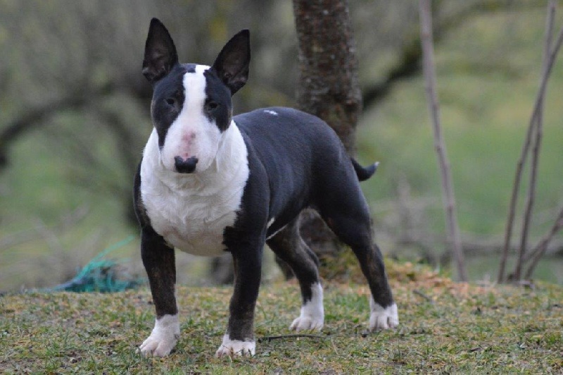 Ir con mi corazõn of Bull's city