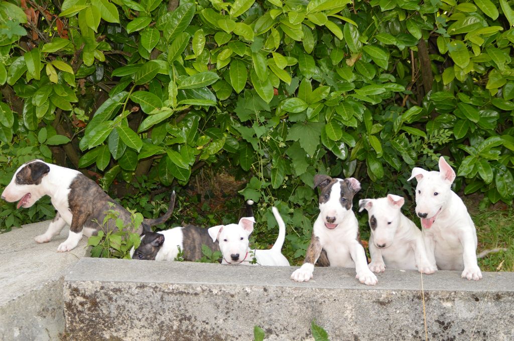 Des Gardiens De Chartreuse - Bull Terrier - Portée née le 10/05/2019